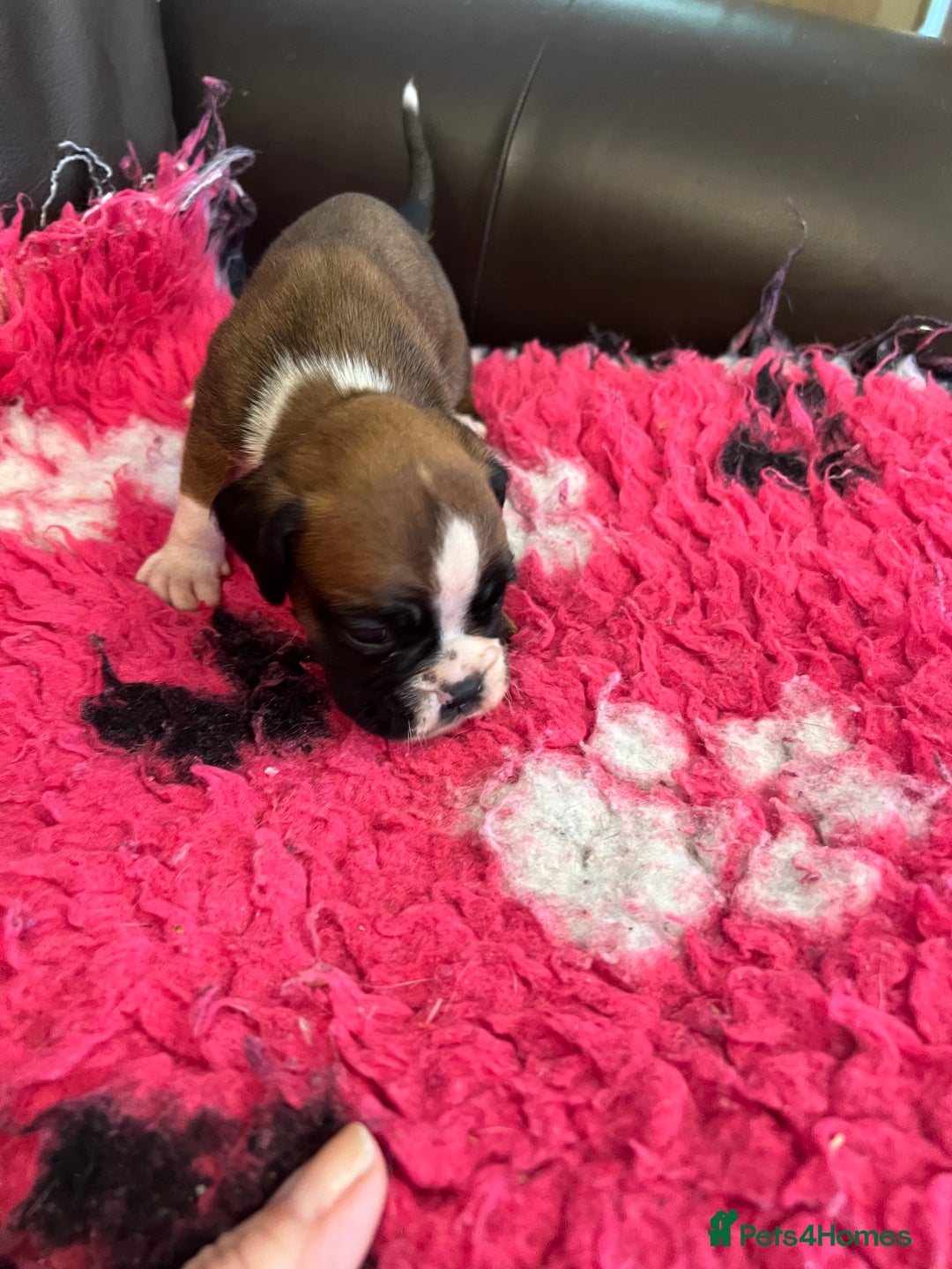 Boxer dogs for sale: Boxer puppies from Health Tested Parents  - Image 6