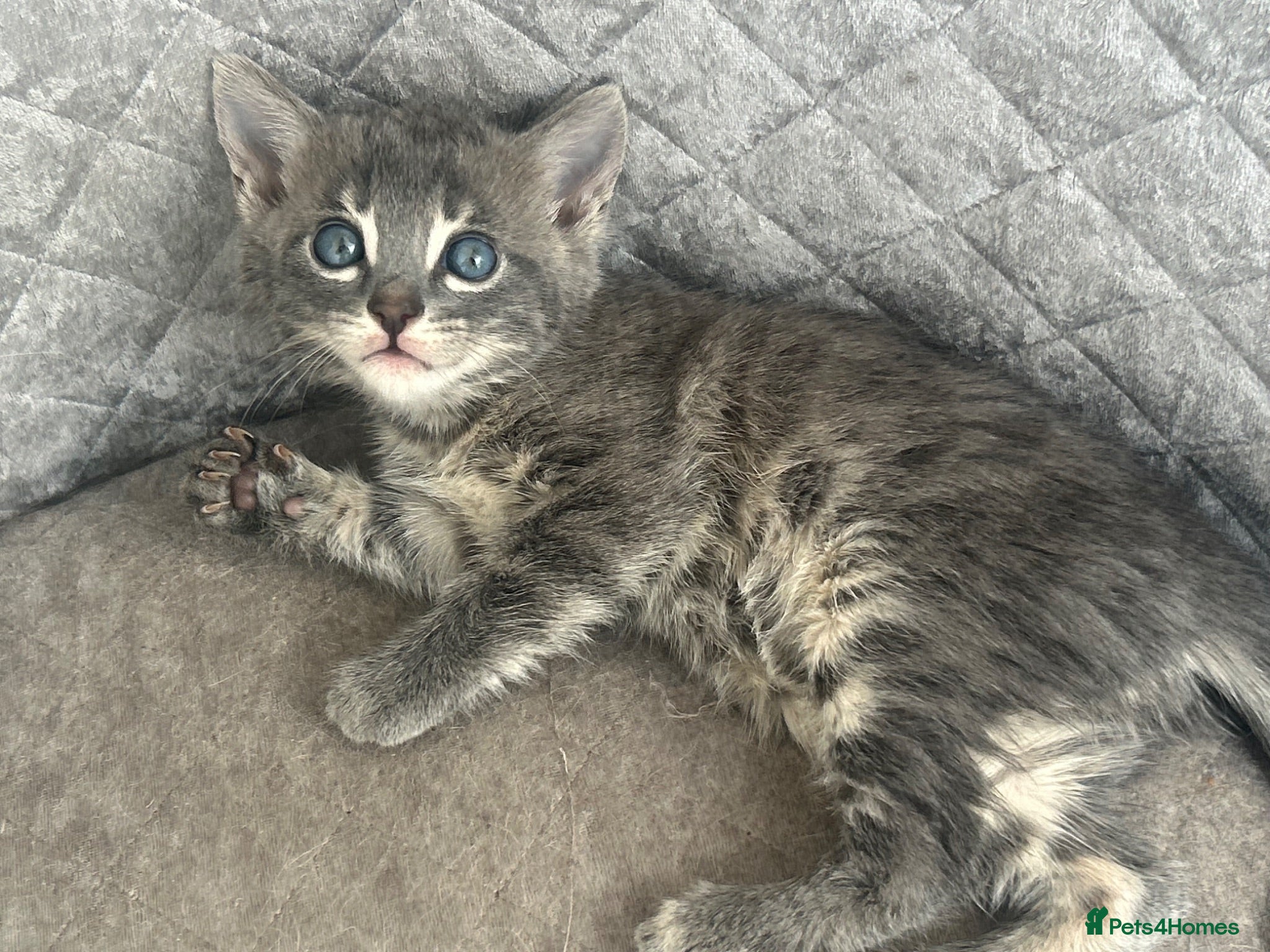 Bengal cats Gorgeous litter of TICA registered bengal kittens  - Advert 11