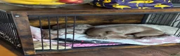 Miniature Dachshund dogs for stud: Isabella Tan KC Registered Stud  - Advert 2
