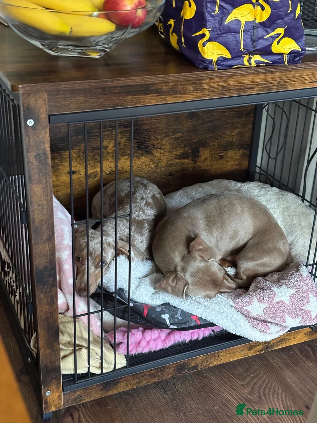 Miniature Dachshund dogs for stud: Isabella Tan KC Registered Stud  - Advert 2
