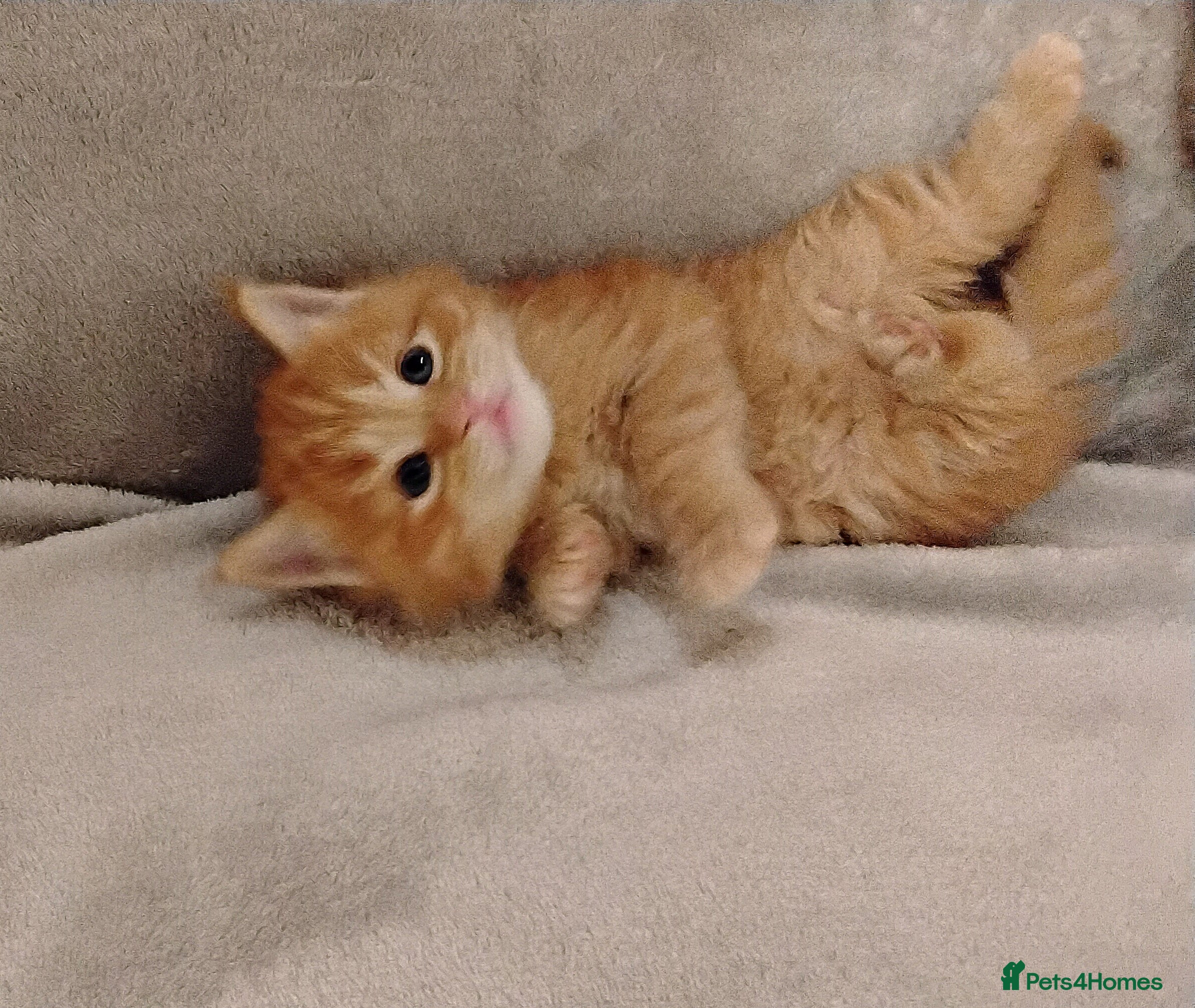 Maine Coon cats Exceptional Maine Coon kittens available - Advert 12