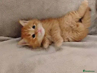 Maine Coon cats Exceptional Maine Coon kittens available - Advert 12