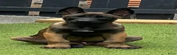 Belgian Shepherd Dog dogs for sale: Stunning Belgian Malinois pups 1 boy - Advert 25