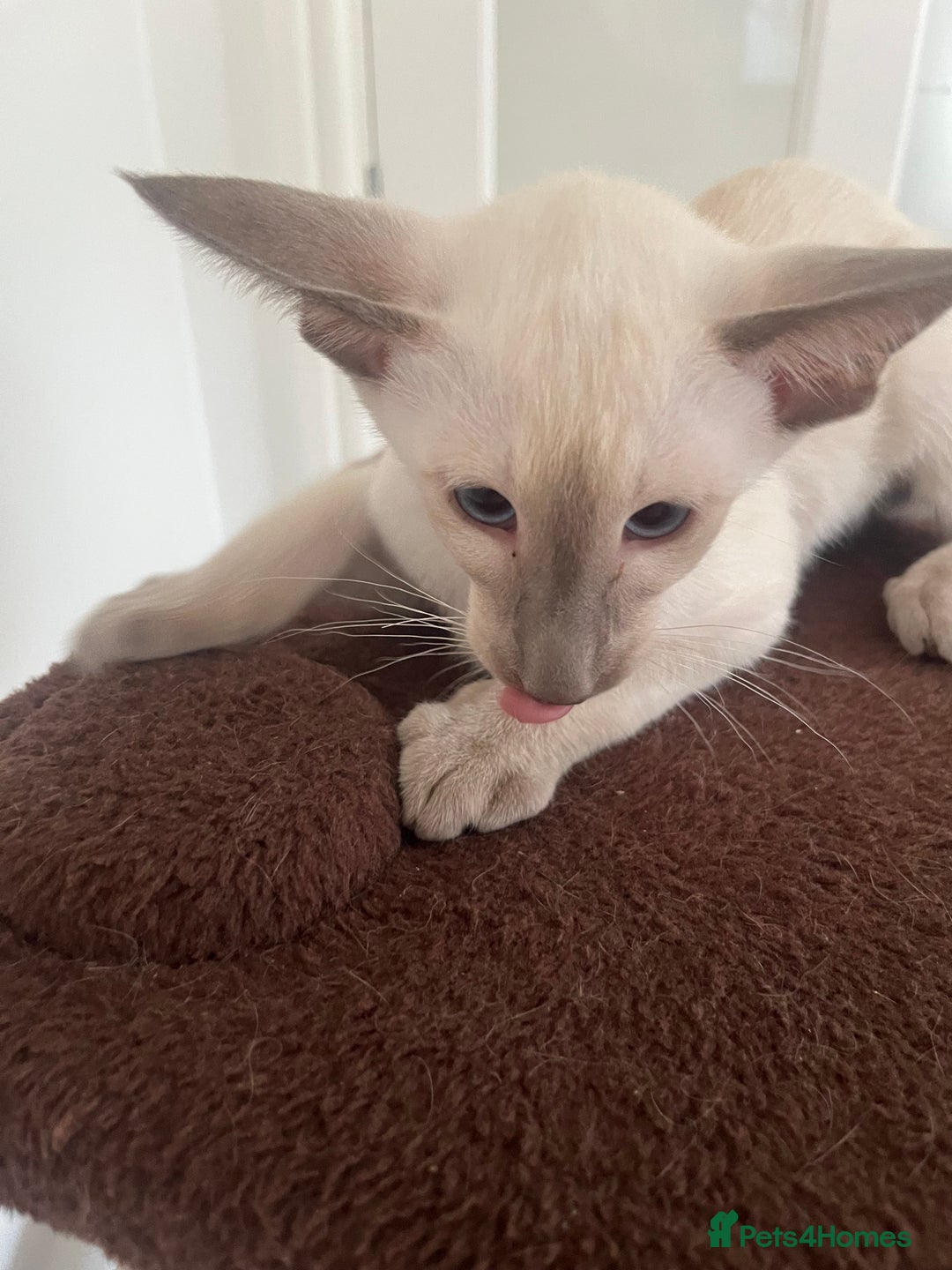 Siamese cats for sale: Gorgeous New Style Siamese Kittens - Image 9