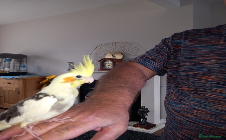 Cockatiels birds - Advert 7