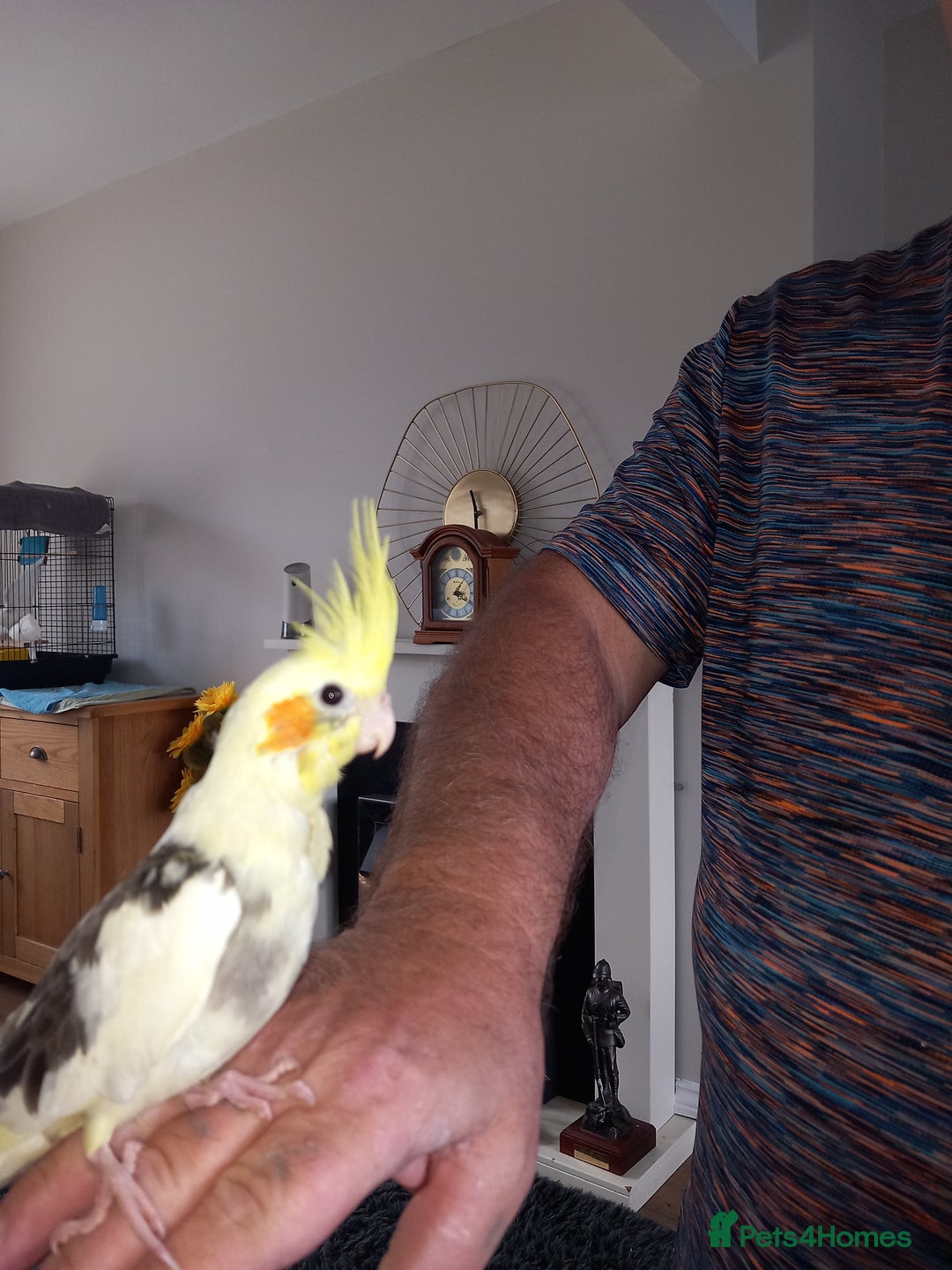 Cockatiels birds for sale: Hand reared cockatiels  - Image 1