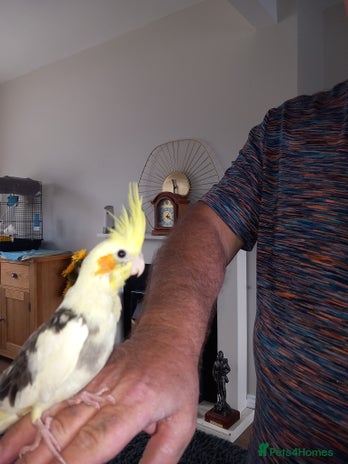 Cockatiels birds - Advert 14