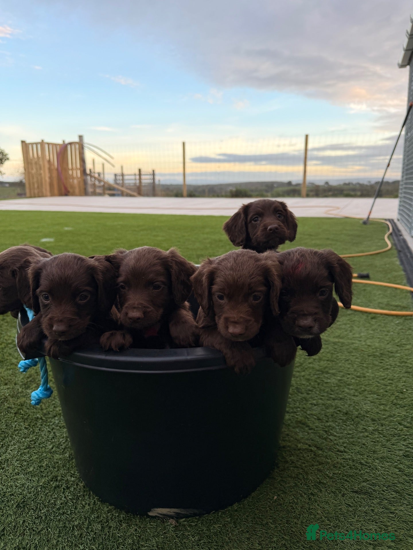Sprocker dogs Sprocker Spaniel female Pup - Advert 3