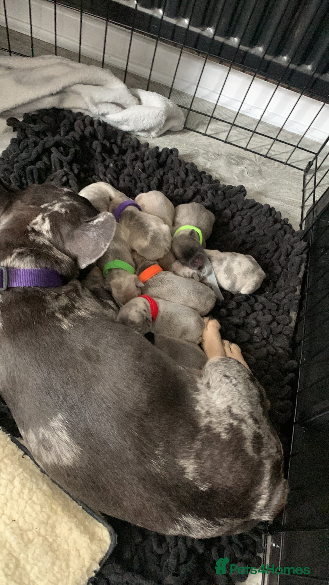 French Bulldog dogs for sale: French bulldog puppies for sale!!  - Image 5
