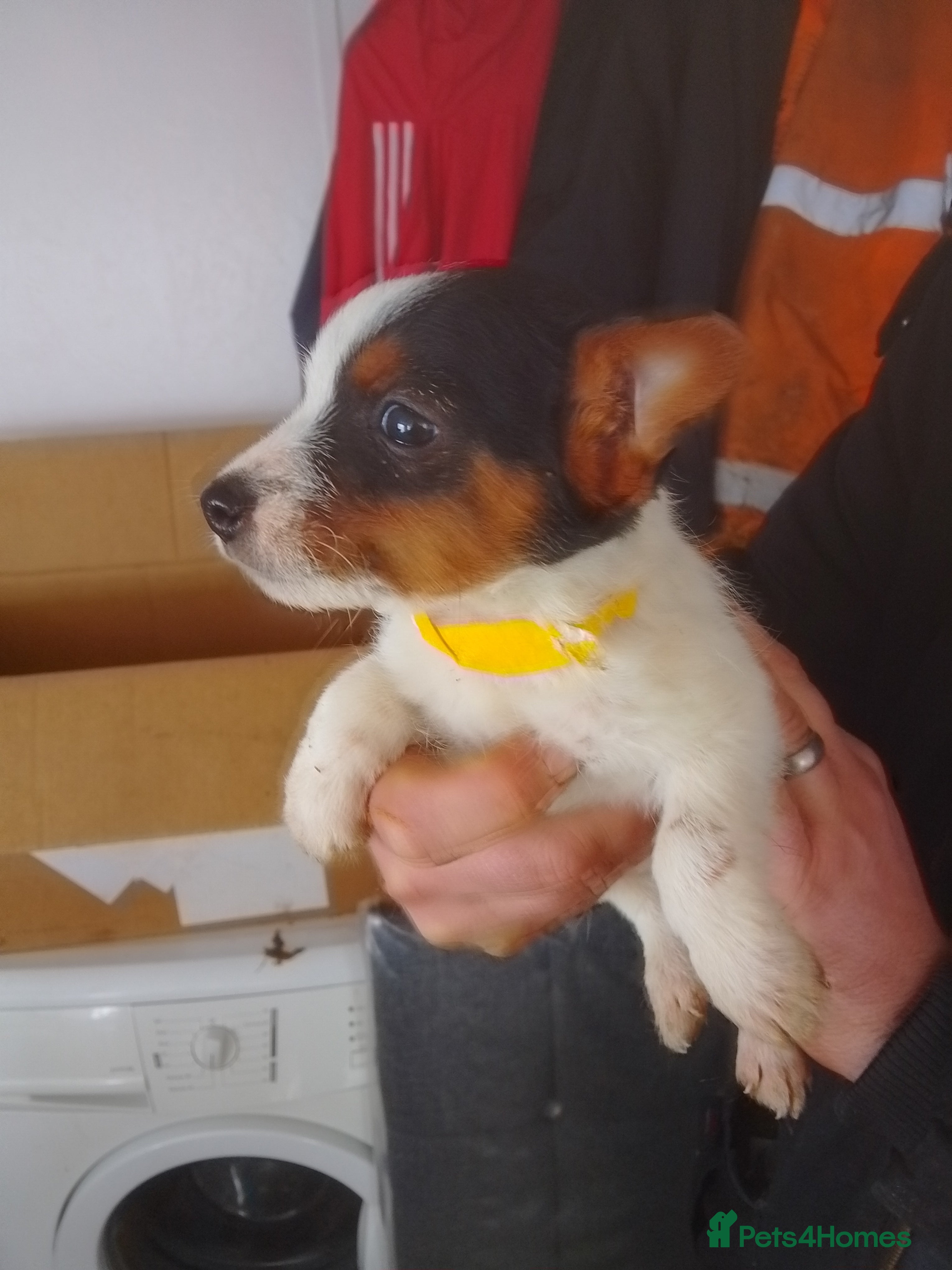 Jack Russell dogs Jack Russell  in King's Lynn - Advert 9