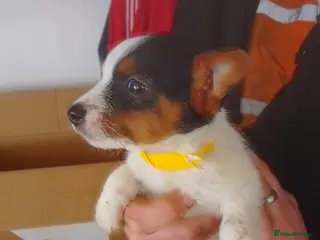 Jack Russell dogs Jack Russell in King's Lynn - Advert 9