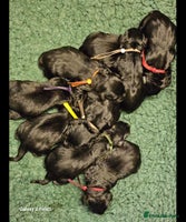 Labrador Retriever dogs - Advert 5