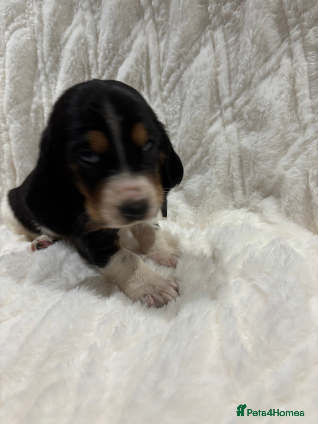 Basset Hound dogs for sale: Bassett hound puppies  - Advert 30