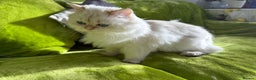 British Longhair cats for sale: Pure bread British Long and Shorthair kittens   - Advert 21