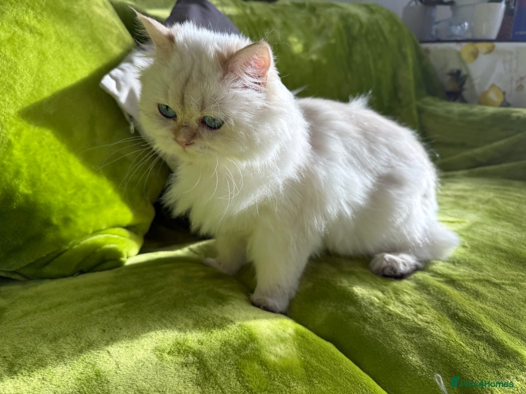 British Longhair cats for sale: British Longhair and Shorthair kittens for sale - Image 6
