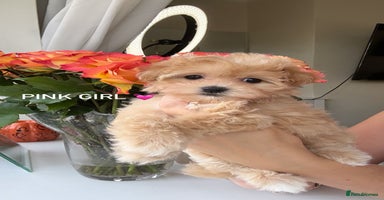 Maltipoo dogs - Advert 3