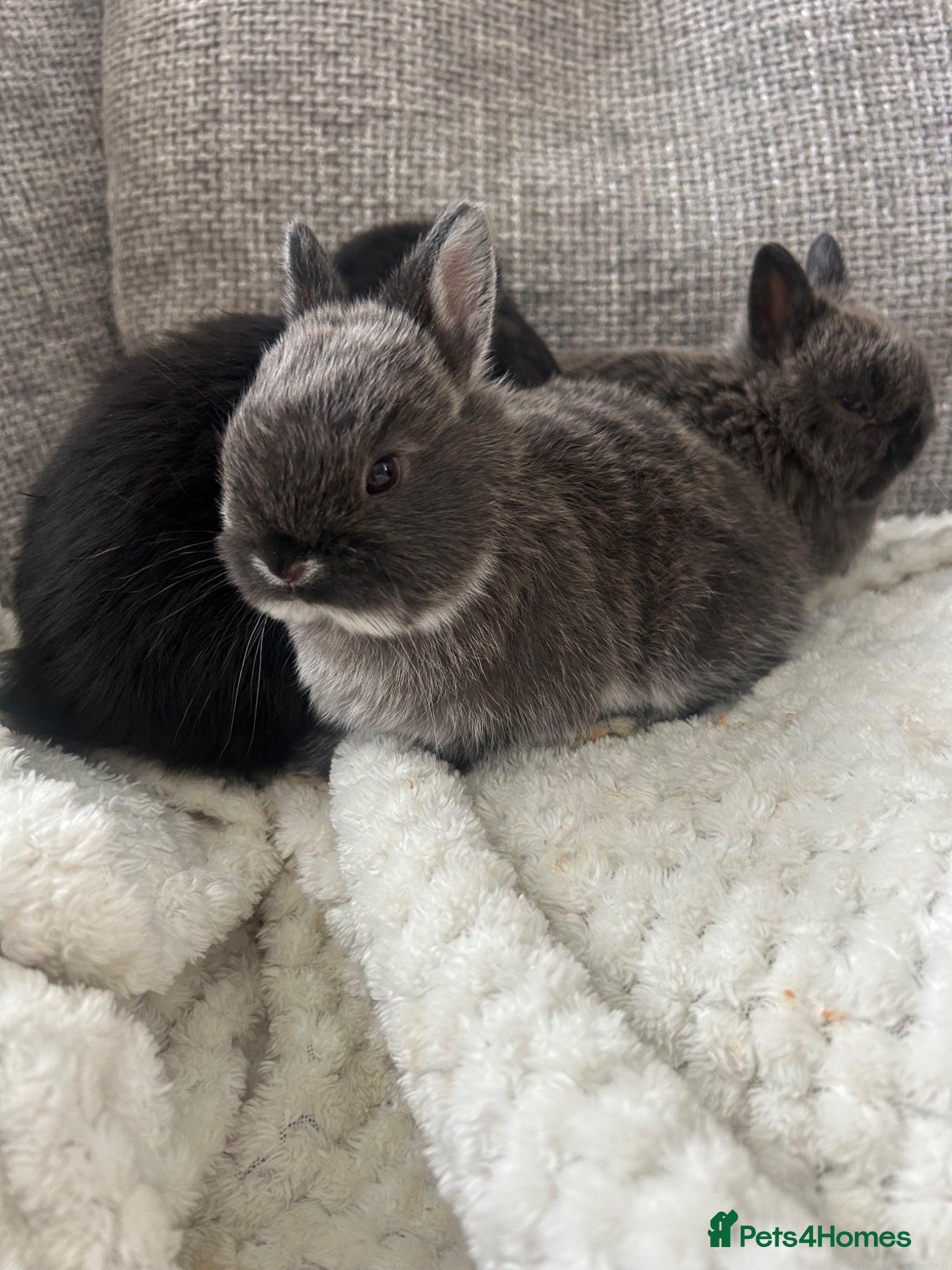 Mixed Breed rabbits Purebred Netherland dwarf and lops  - Advert 4