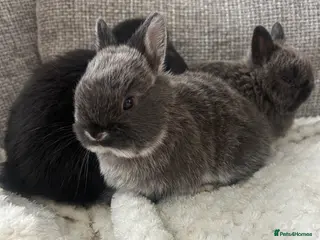 Mixed Breed rabbits Purebred Netherland dwarf and lops - Advert 4