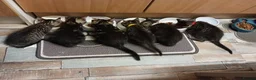Mixed Breed cats for sale: 6 Pure Tabby Kittens  - Advert 7