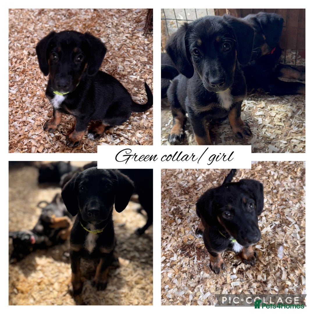 Mixed Breed dogs for sale: Ready now cocker spaniel x German shepherd puppy’s - Image 4