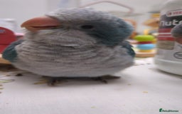 Parakeets birds for sale: Tamed hand reared baby Quaker parrots DNA tested  - Image 24
