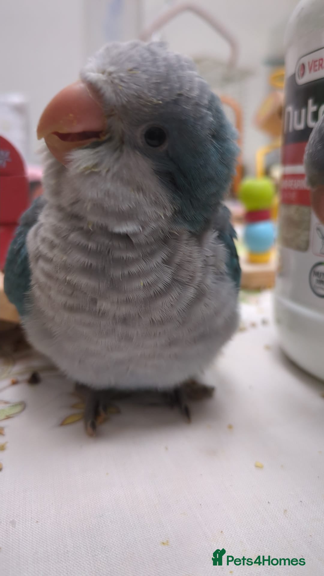 Parakeets birds for sale: Tamed hand reared baby Quaker parrots DNA tested  - Image 24