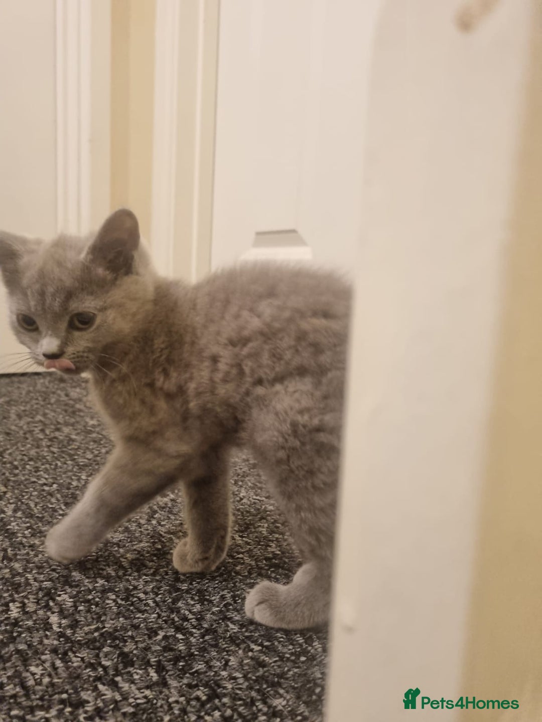 Mixed Breed cats for sale: Kitten - Advert 4