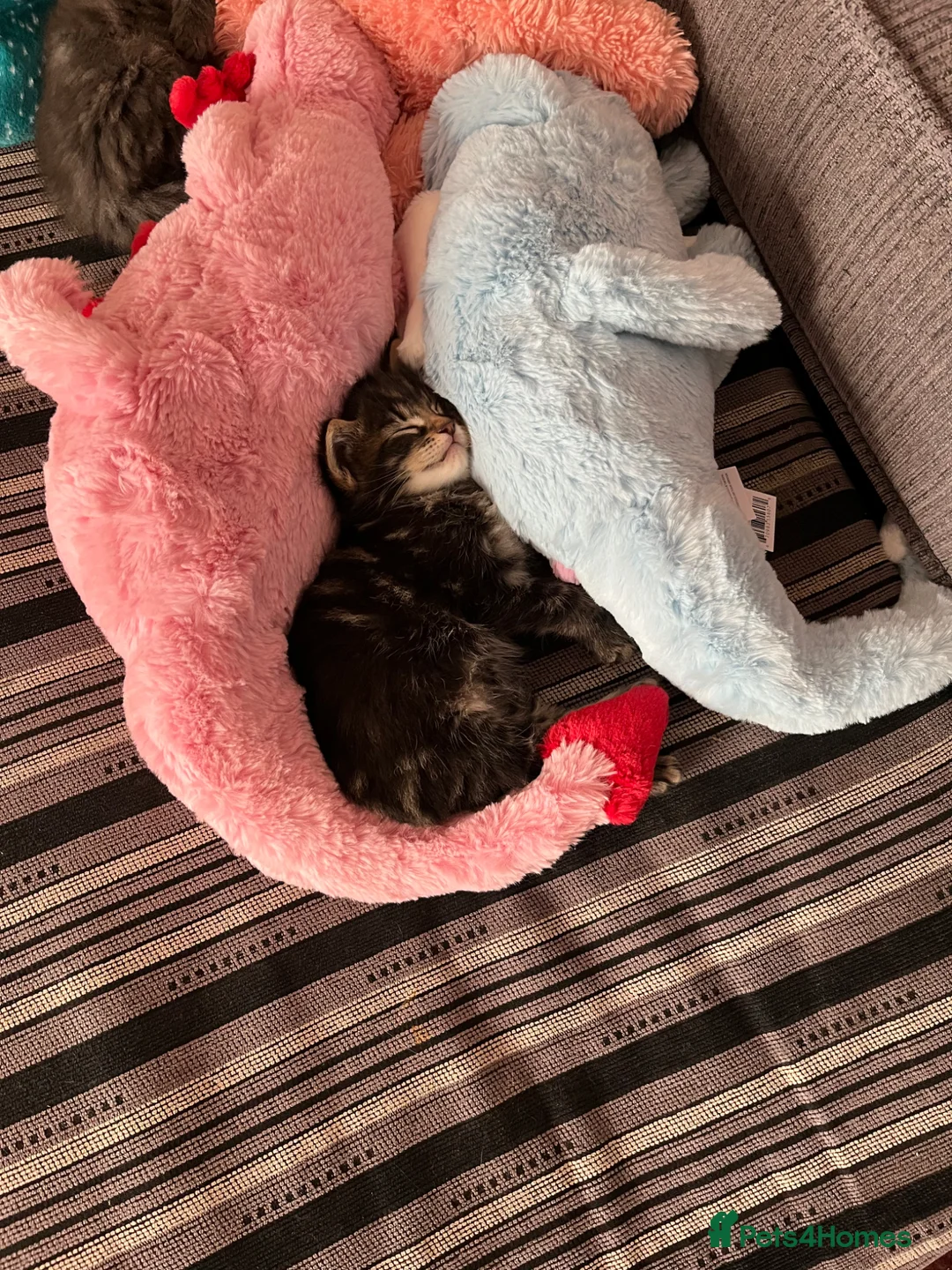 Mixed Breed cats for sale: Very friendly beautiful longhaired main coon cross - Advert 22