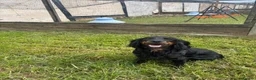 Cocker Spaniel dogs for sale: Black & Tan Girl left. 10 Weeks Old - Advert 14