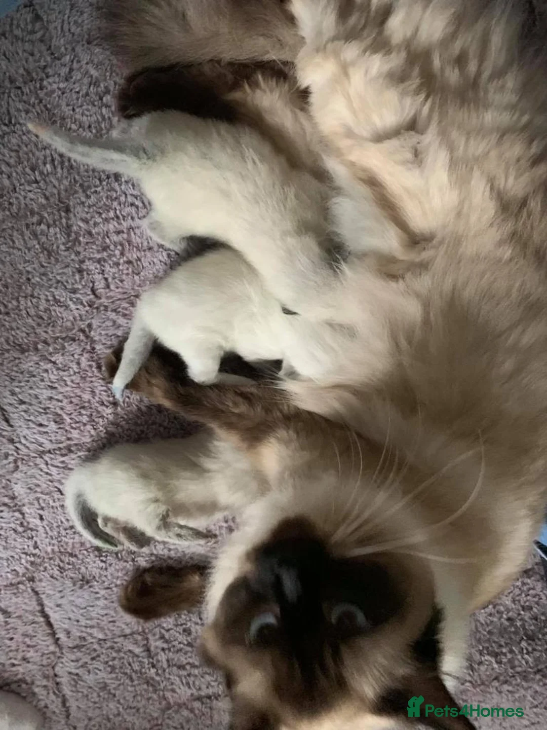 Ragdoll cats for sale: Pure Ragdoll Kittens - Advert 10