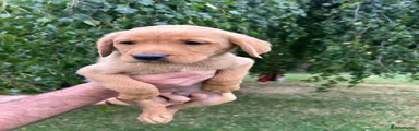 Labrador Retriever 5