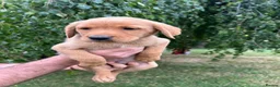Labrador Retriever dogs for sale: Fox Red Labradors KC REG in Northallerton - Advert 7