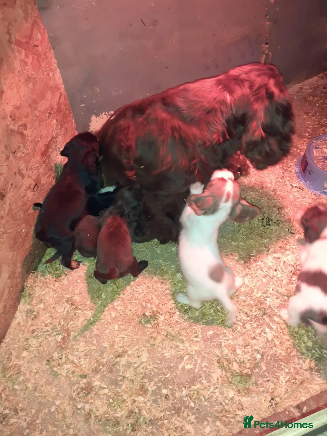 Cocker Spaniel dogs for sale: Girl and Boys cocker spaniels - Advert 13