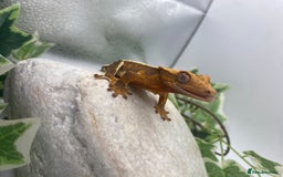 Gecko reptiles for sale: Vibrant Lily white crested gecko  - Image 4