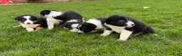Border Collie dogs for sale: 🌟Beautiful Border Collies🌟 - Advert 2
