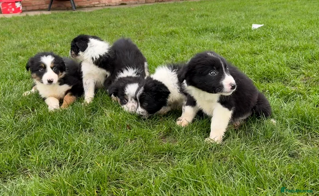 Border Collie dogs for sale: 🌟Beautiful Border Collies🌟 - Advert 2