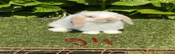 Mini Lop rabbits for sale: Pure bred mini lops baby Rabbits. - Advert 23