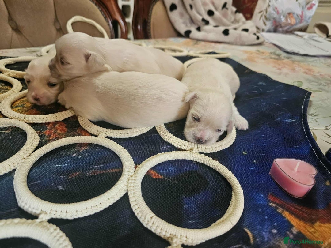 Maltese dogs for sale: 4 puppies bichons maltese - Image 5