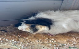Guinea Pig rodents for sale: 8 week old and 10month old boys - Image 5