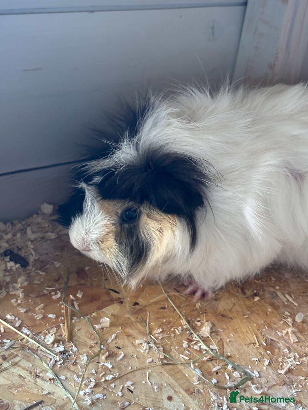 Guinea Pig rodents for sale: 8 week old and 10month old boys - Image 5