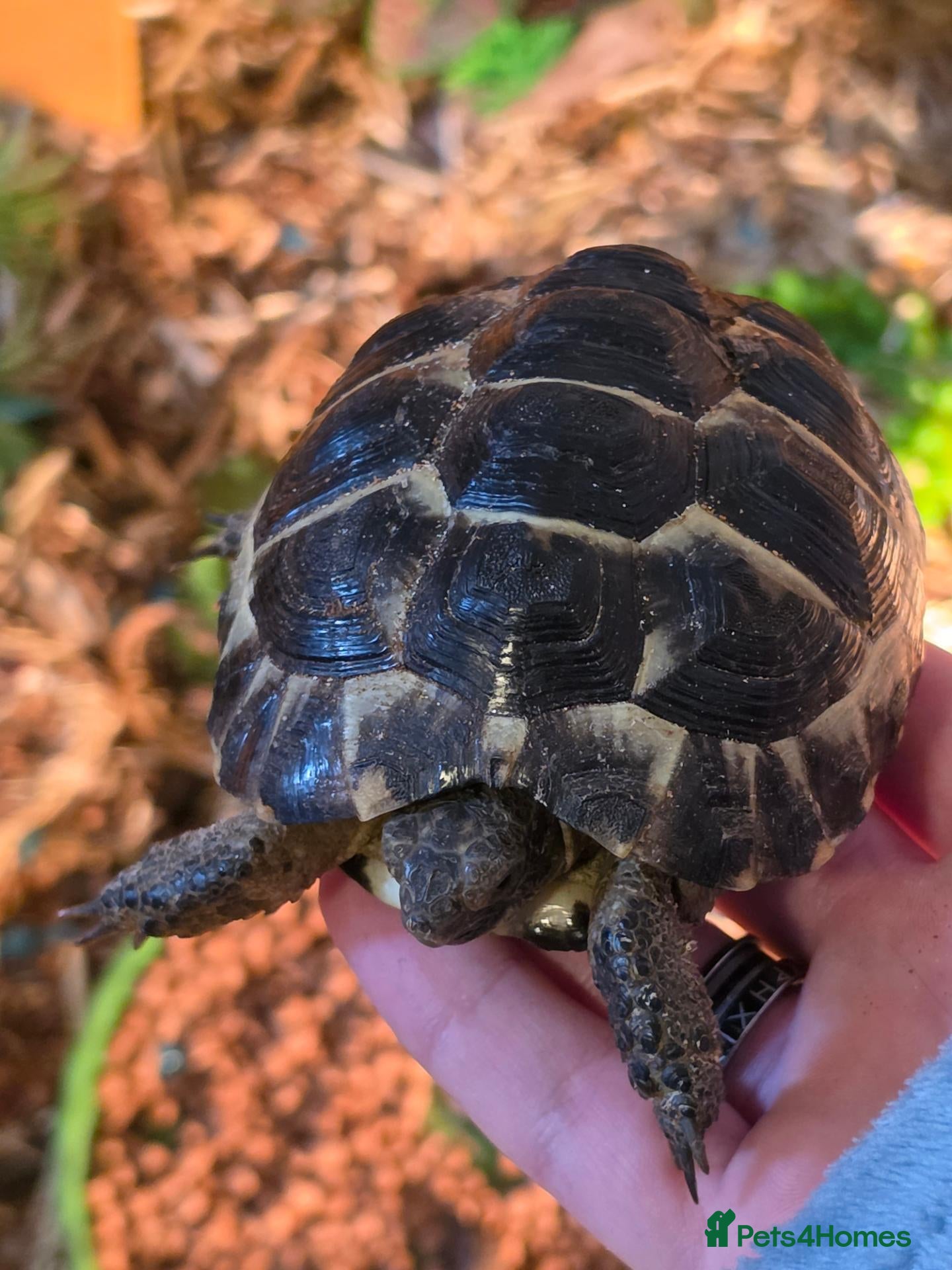 Tortoise reptiles Spur thighed tortoise - Advert 1
