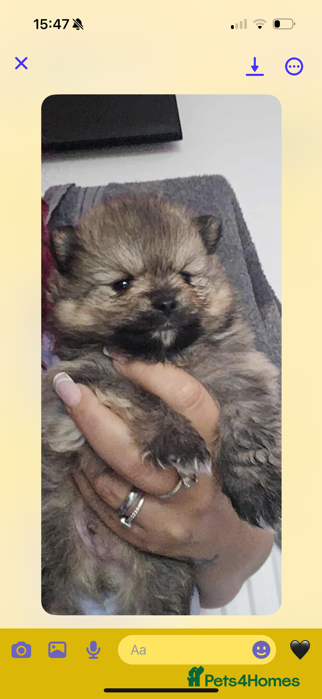 Pomeranian dogs for sale: Beautiful miniature Pomeranians  - Image 7