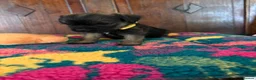 Border Terrier dogs for sale: KC Reg Border Terrier Puppies . - Advert 8