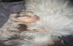 Pomchi dogs for sale: Pomchi - Image 3