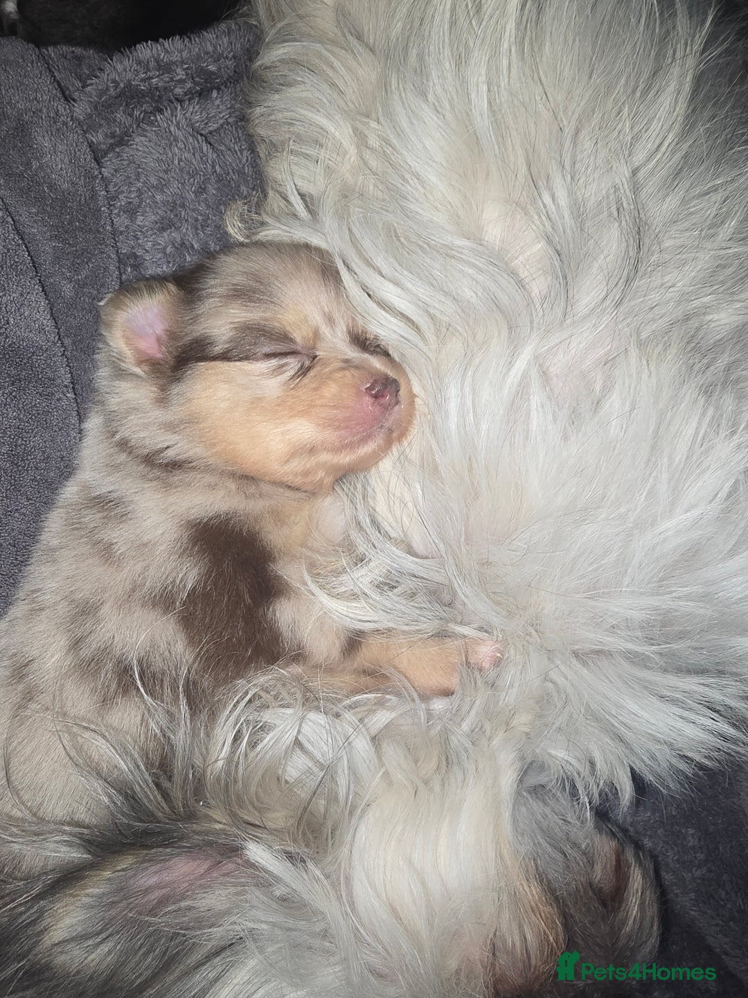Pomchi dogs for sale: Pomchi - Image 3