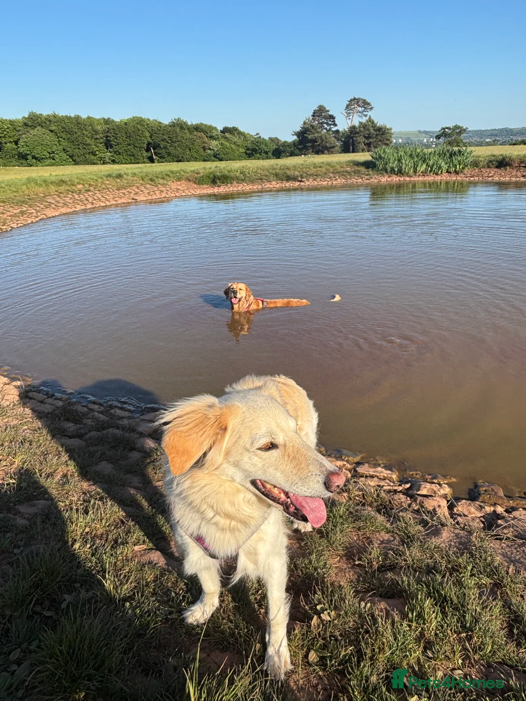 Mixed Breed dogs for sale: Gentle 6yo rehome - Advert 5