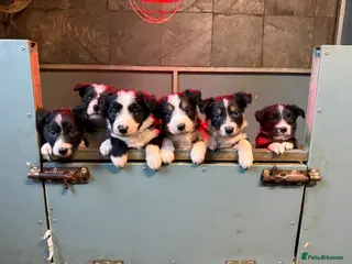 Mixed Breed dogs Bearded Collie x Border Collie male pups - Advert 2