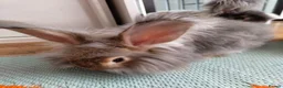 Angora rabbits for sale: 💜 Beautiful English Angora rabbits 💜 ready now  - Advert 8
