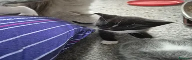 Figaro