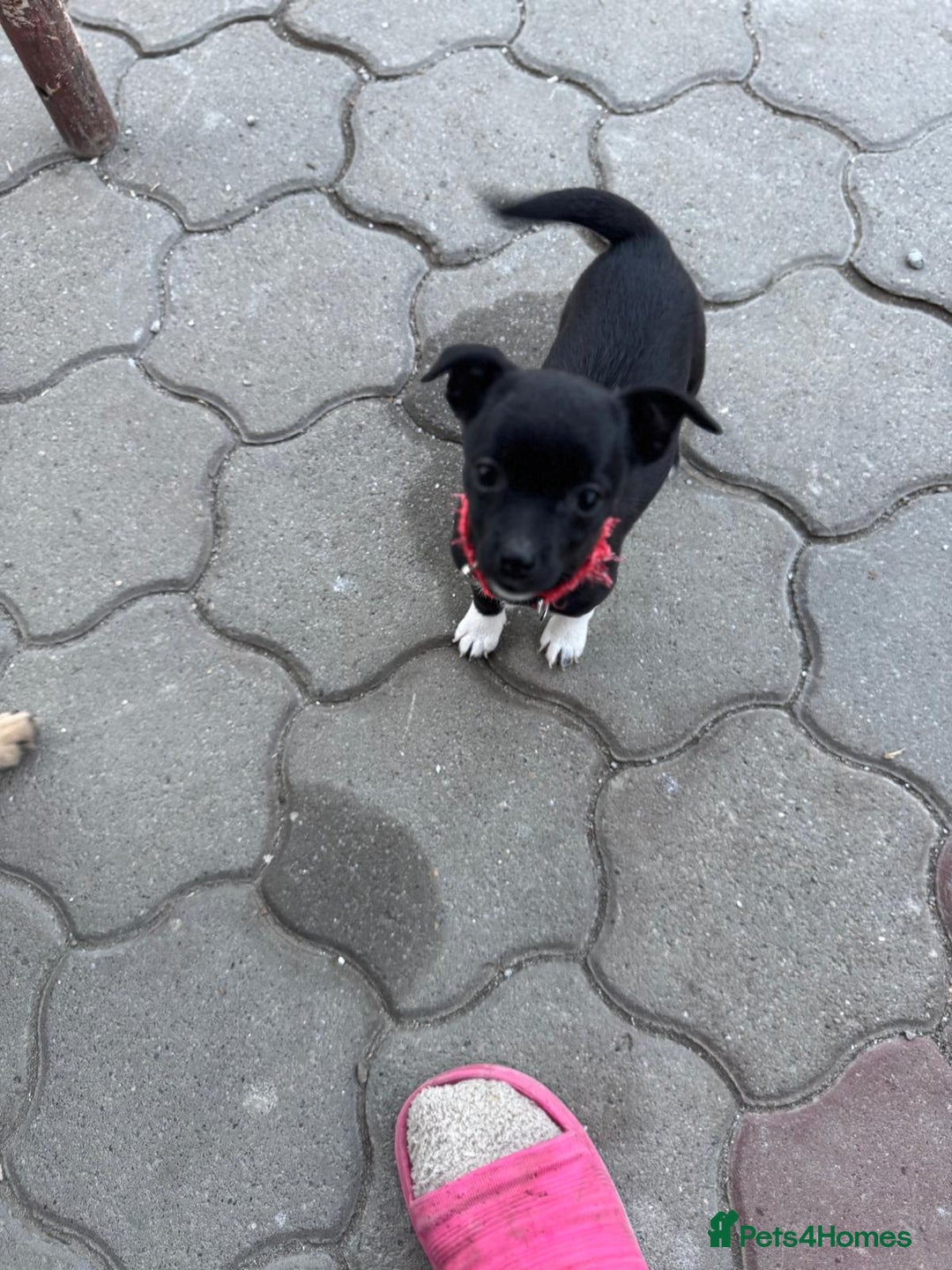 Mixed Breed dogs for adoption: FLORA - a Lovely tiny puppy girl for a Loving Home - Advert 21